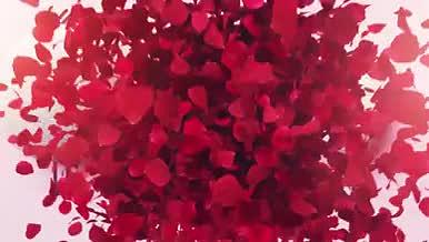 浪漫玫瑰花瓣情人节AE模板视频的预览图